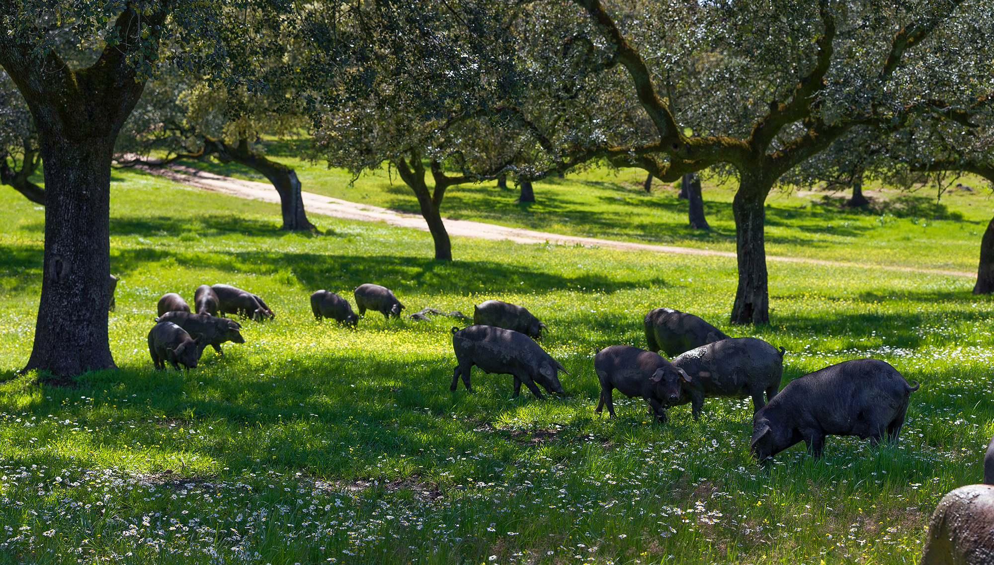 Aracena - Les glands sont la nourriture exclusive des cochons ibériques